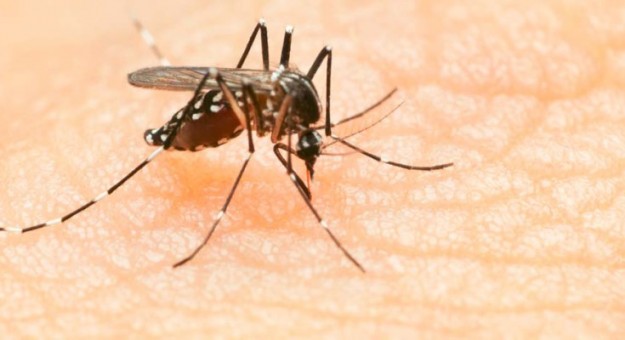 Según el departamento de Salud Pública de Boston, el mosquito que transmite el Zika rara vez se encuentra en Boston.