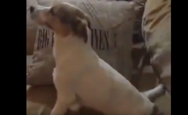 20134830Perro-Miedo-Ver-Pelicula-Conjuro