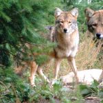 4-coyotes1