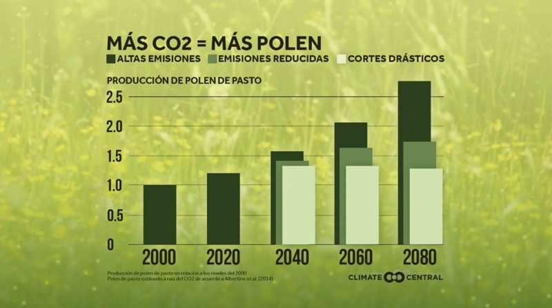 Más Co2 significa más polen.