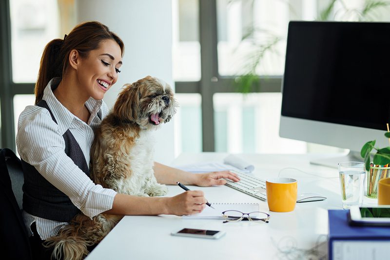 Mascotas en el area laboral