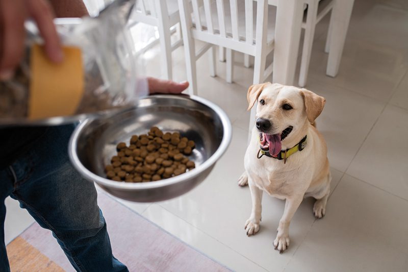 Salud Mental y como pueden ayudar las mascotas