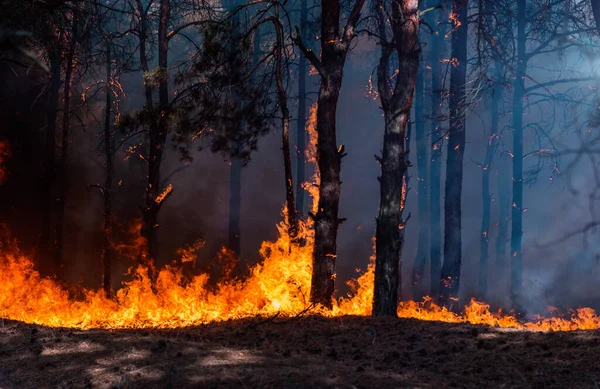 Incendio forestales
