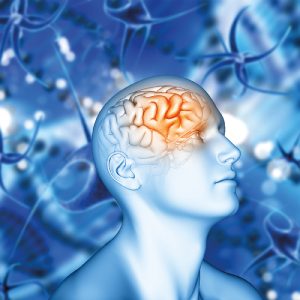 Conociendo el cerebro