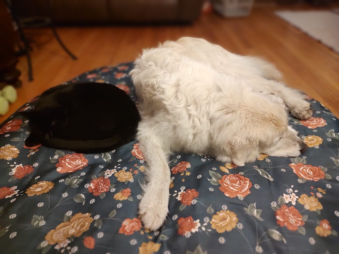 SNUGGLING PETS 